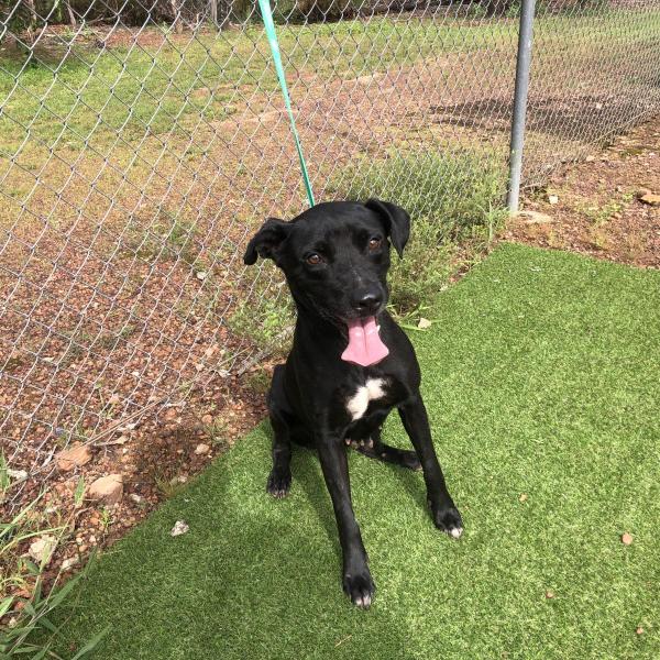 Girraween Road, Girraween