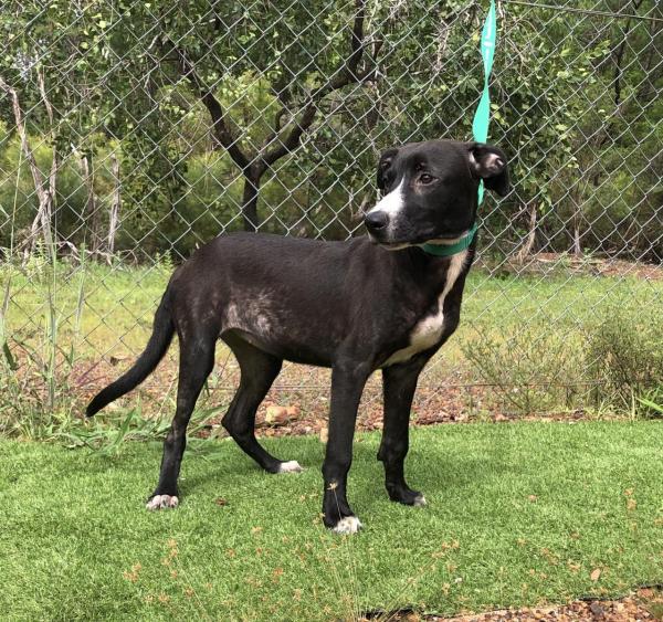 Girraween Road, Girraween