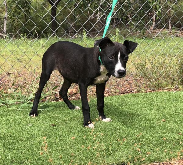 Girraween Road, Girraween