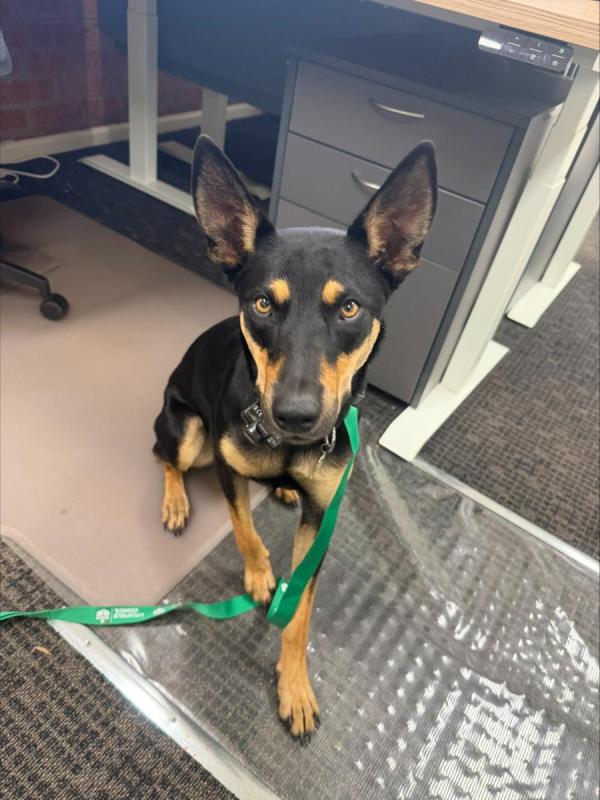 Mahaffey Road, HOWARD SPRINGS NT 