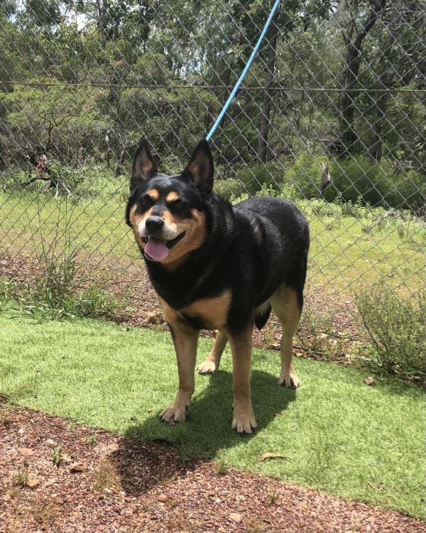 LOST DOG - DESEXED MALE