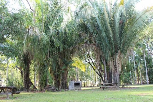 Trees on a grassed area