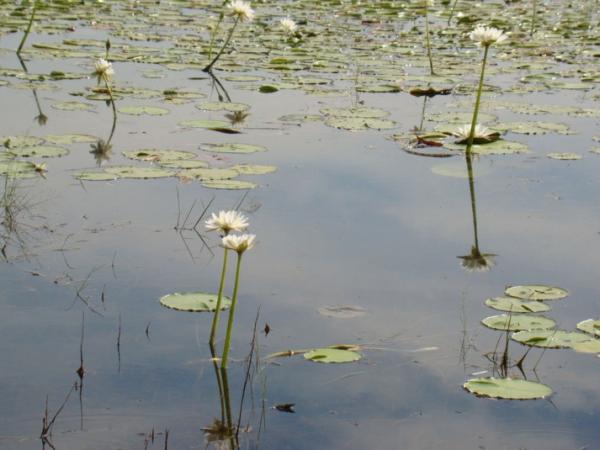 McMinns Lagoon Recreation Reserve Water