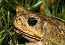 Cane Toad (Bufo marinus)