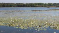 McMinns Lagoon